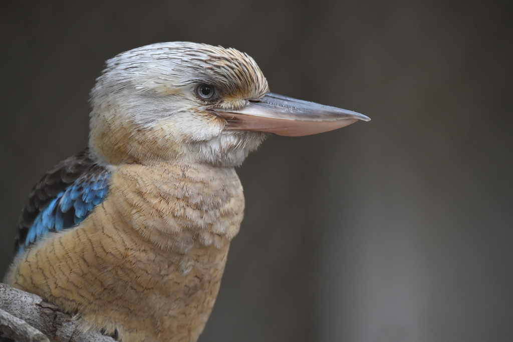 2015 02 21 Zoo 006.JPG